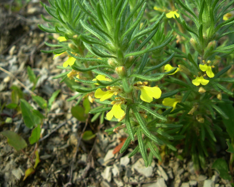 Ajuga chamaepitys / Camepizio